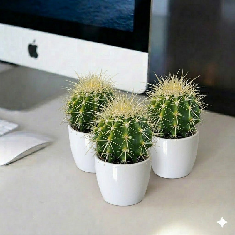 Barrel Cacti - Ball Cactus | UAE's On - Demand Plants! - Greensouq - 
