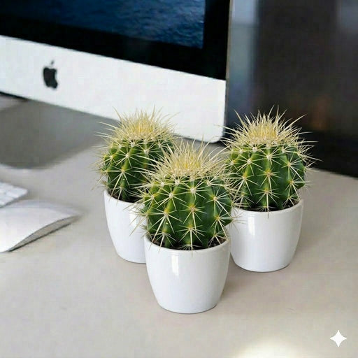 Barrel Cacti - Ball Cactus | UAE's On - Demand Plants! - Greensouq - 