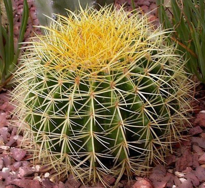 Barrel Cactus 80 - 90mm dia | Hanging Yellow, Pink, Orange Ball Cactus | 3 in One - Greensouq - 