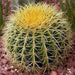 Barrel Cactus 80 - 90mm dia | Hanging Yellow, Pink, Orange Ball Cactus | 3 in One - Greensouq - 