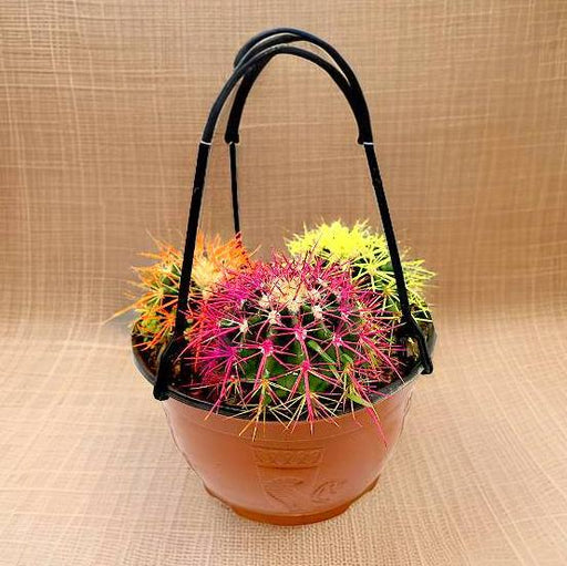 Barrel Cactus 80 - 90mm dia | Hanging Yellow, Pink, Orange Ball Cactus | 3 in One - Greensouq - 