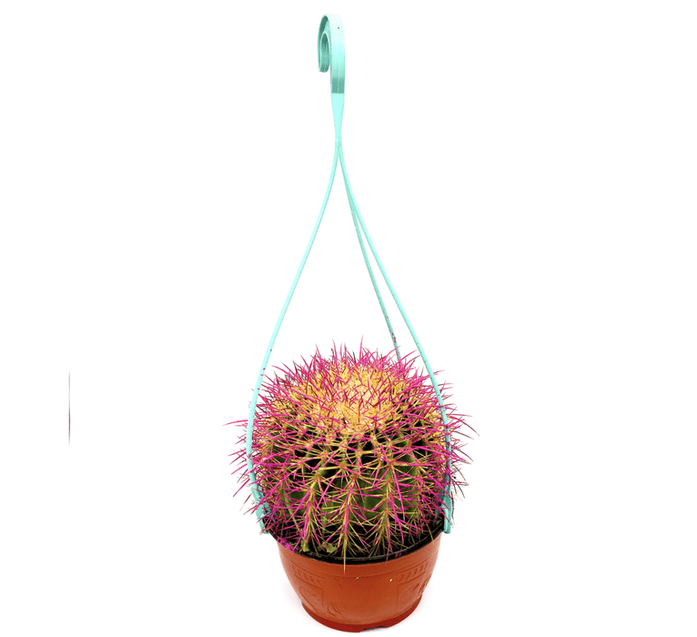 Barrel Cactus | Hanging Coloured Ball Cactus | Ferocactus 150 - 170mm dia - Greensouq - 