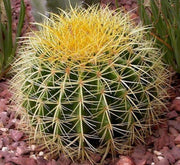 Barrel or Ball Cactus - Greensouq - 
