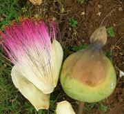 Barringtonia asiatica, ‎Barringtonia speciosa - Greensouq - 