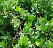 Barringtonia asiatica, ‎Barringtonia speciosa - Greensouq - 