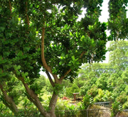 Barringtonia asiatica, ‎Barringtonia speciosa - Greensouq - 