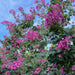 Bauhinia purpurea
