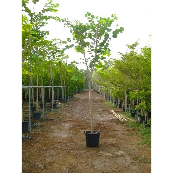 Bauhinia Purpurea "Purple Orchid - Tree" - Greensouq - 