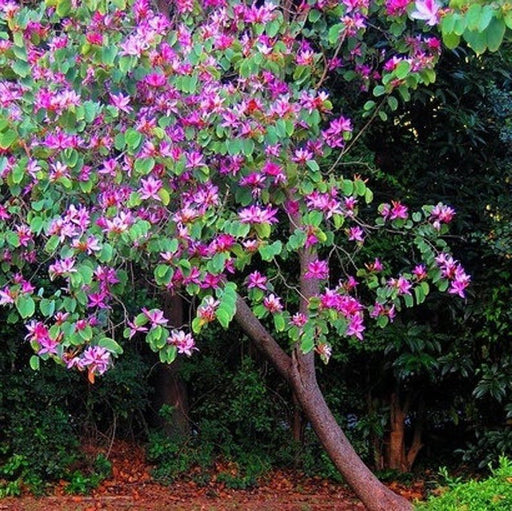 Bauhinia Purpurea "Purple Orchid - Tree" - Greensouq - 