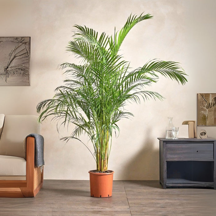 Areca Palm Holland or Chrysalidocarpus Lutescens