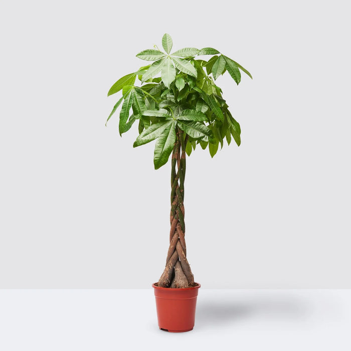 Pachira Aquatica