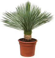 Beaked Yucca "Yucca Rostrata" - Greensouq - 