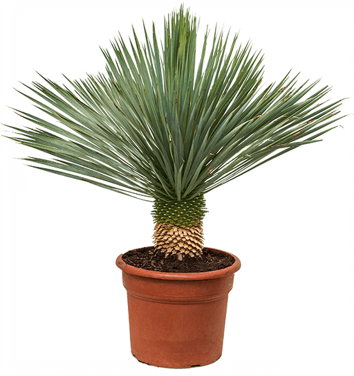 Beaked Yucca "Yucca Rostrata" - Greensouq - 