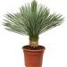 Beaked Yucca "Yucca Rostrata" - Greensouq - 