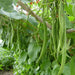 Beans Agrimax Seeds - Greensouq - 