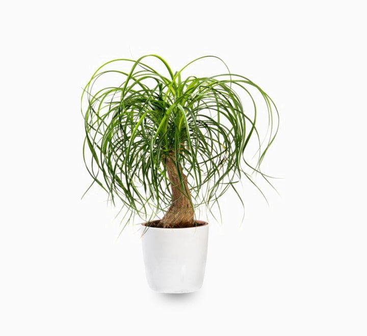 Beaucarnea Recurvata ( Elephant - foot Tree )30 - 40cm - Greensouq - 