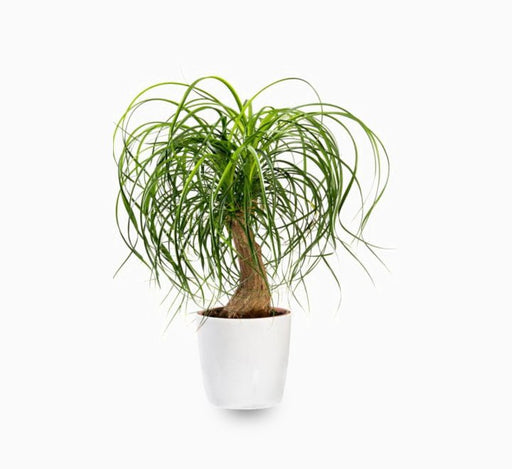 Beaucarnea Recurvata ( Elephant - foot Tree )30 - 40cm - Greensouq - 