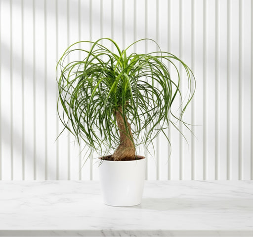 Beaucarnea Recurvata ( Elephant - foot Tree )30 - 40cm - Greensouq - 