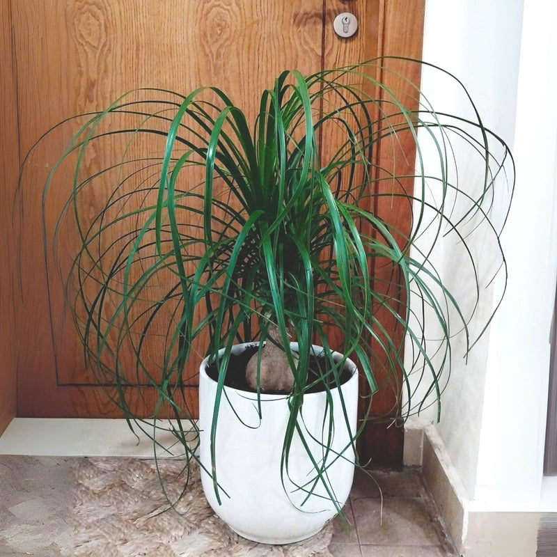 Beaucarnea Recurvata "Elephant's Foot or Ponytail Palm" 50 - 60cm - Greensouq - 