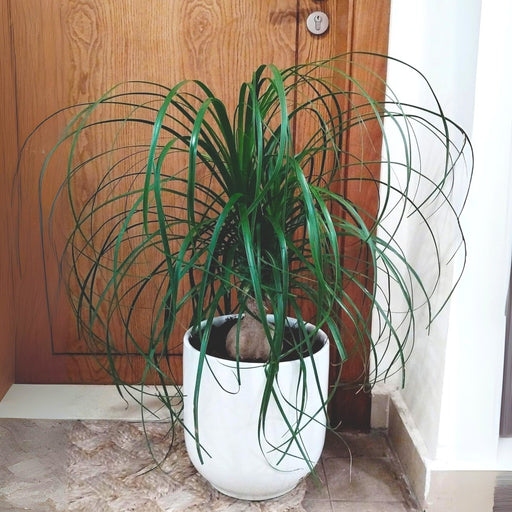 Beaucarnea Recurvata "Elephant's Foot or Ponytail Palm" 50 - 60cm - Greensouq - 