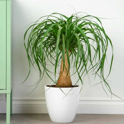 Beaucarnea Recurvata "Elephant's Foot or Ponytail Palm" 50 - 60cm - Greensouq - 