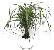 Beaucarnea Recurvata "Elephant's Foot or Ponytail Palm" 50 - 60cm - Greensouq - 