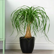 Beaucarnea Recurvata "Elephant's Foot or Ponytail Palm" 50 - 60cm - Greensouq - 