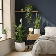 Bedroom Air Purifying Plant Collection | UAE's Natural Air Cleaners!(Aloe Vera (20–30cm)( Variegated Money Plant (10–20cm) (Peace Lily (50–60cm) Snake Plant (15-20cm) - Greensouq -