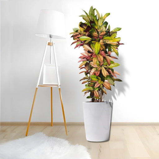croton bedroom plants