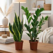 Beginners Plant Set - Greensouq -