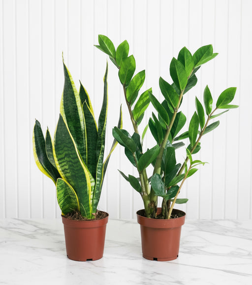 Beginners Plant Set - Greensouq -