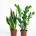 Beginner Plant Set - Greensouq - 