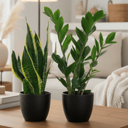 Beginners Plant Set | Plant Starter Kit for Beginners (Snake plant 20-25cm)(Zz Plant 30-40cm) - Greensouq -