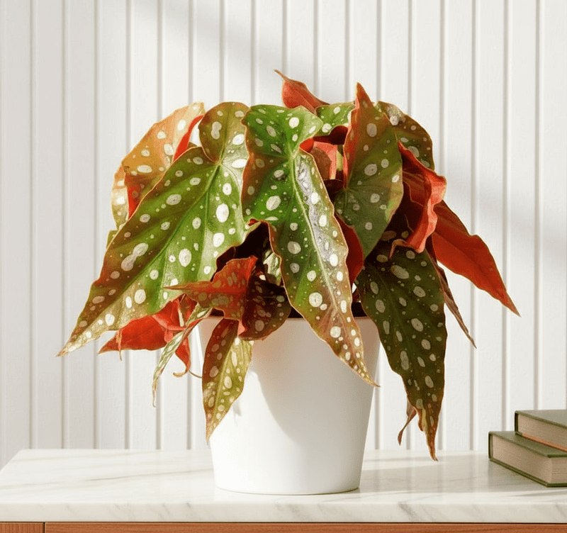 Begonia maculata or Polka Dot begonia 20 - 30cm - Greensouq - 