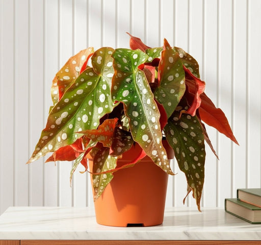 Begonia maculata or Polka Dot begonia 20 - 30cm - Greensouq - 