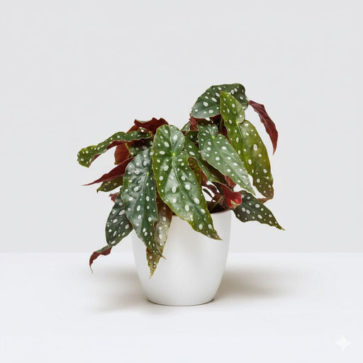 Begonia maculata or Polka Dot begonia 20 - 30cm - Greensouq - 