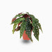 Begonia maculata or Polka Dot begonia 25 – 35cm