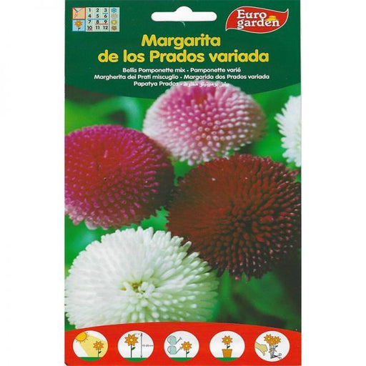 Bellis Pomponette "Margarita" Mix Premium Quality Seeds by EuroGarden - Greensouq - 