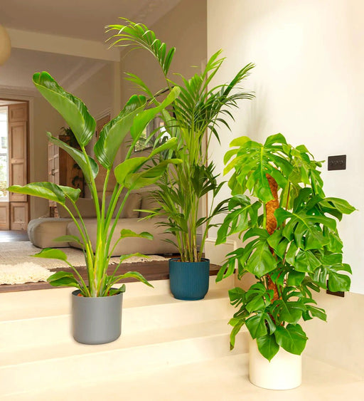 Bestseller Large Bundle - Greensouq - 