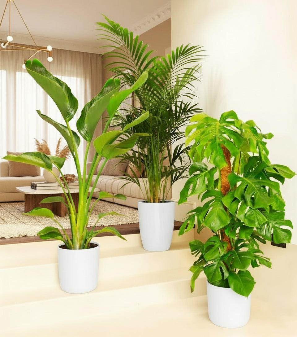 areca palm and monstera Bestseller Plants Bundle in White Ceramics Pot — Greensouq