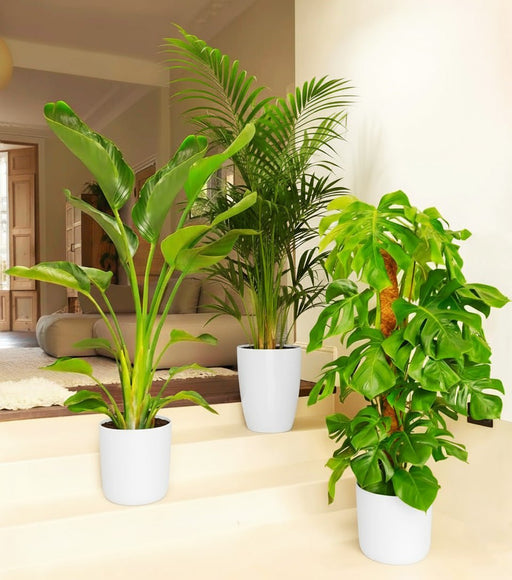 Bestseller Plants Bundle (Areca Palm 1.1 - 1.2m, Monstera Deliciosa 1.0 - 1.3m, Strelizia Nicolai 1.0 - 1.3m) in White Ceramic Pot - Greensouq - 