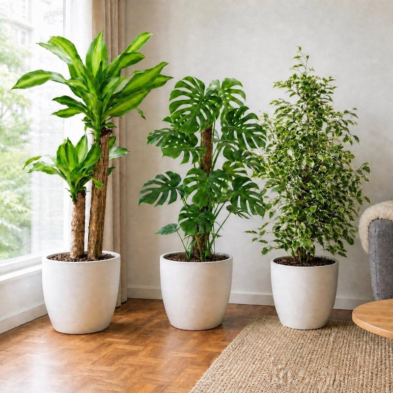 Bestseller Plants Bundle in White Ceramic Pot(Dracena Masangana 80-100cm, Ficus twilight 80-100cm, Monstera Deliciosa 100-120cm) in White Ceramic Pot - Greensouq -