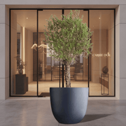 Big Olive 1.5 to 2m Gray Fiber Pot Greensouq Special شجرة زيتون(Pot Size = 56cm Height /73cm Dia) - Greensouq - 