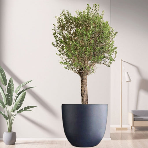 Big Olive 1.5 to 2m Gray Fiber Pot Greensouq Special شجرة زيتون(Pot Size = 56cm Height /73cm Dia) - Greensouq - 