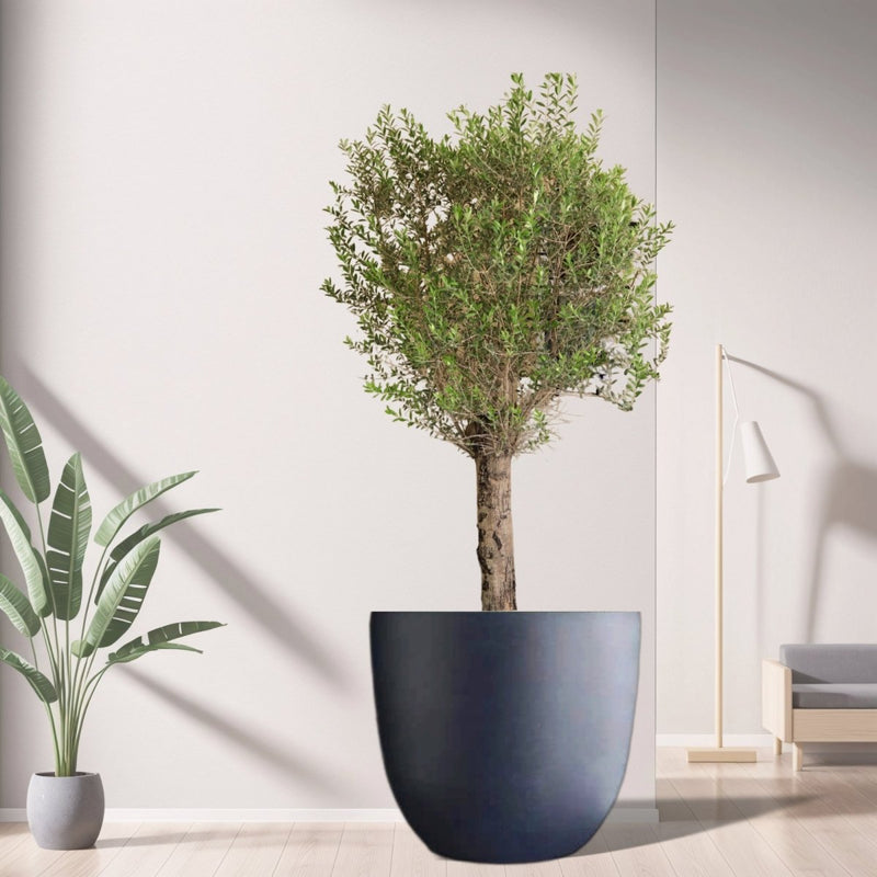 Big Olive 1.5 to 2m Gray Fiber Pot Greensouq Special شجرة زيتون(Pot Size = 56cm Height /73cm Dia) - Greensouq - 