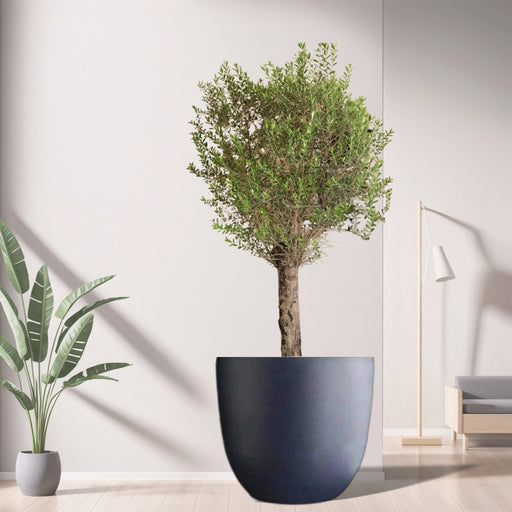 Big Olive 1.5 to 2m Gray Fiber Pot Greensouq Special شجرة زيتون(Pot Size = 56cm Height /73cm Dia) - Greensouq - 