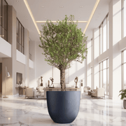 Big Olive 1.5 to 2m Gray Fiber Pot Greensouq Special شجرة زيتون(Pot Size = 56cm Height /73cm Dia) - Greensouq - 