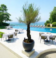 Big Olive 1.5 to 2m Gray Fiber Pot Greensouq Special شجرة زيتون(Pot Size = 56cm Height /73cm Dia) - Greensouq - 