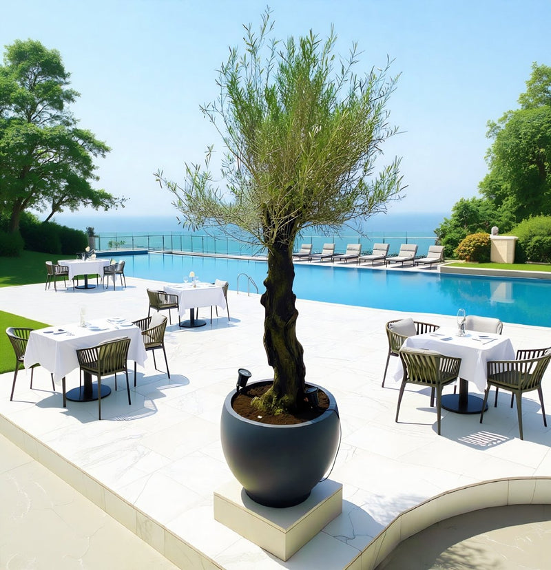 Big Olive 1.5 to 2m Gray Fiber Pot Greensouq Special شجرة زيتون(Pot Size = 56cm Height /73cm Dia) - Greensouq - 