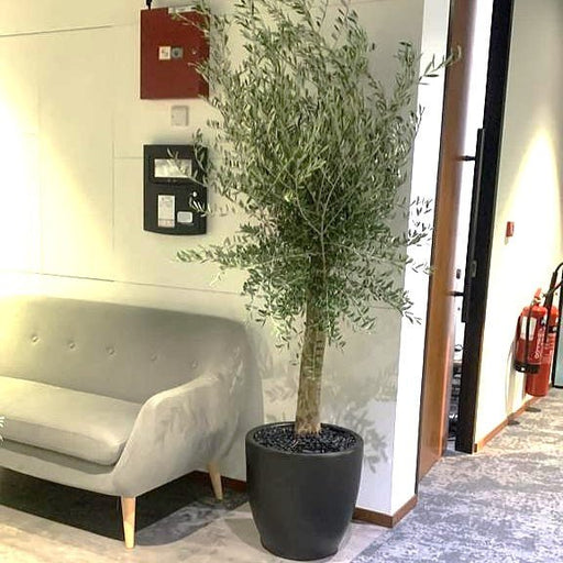 Big Olive 1.5 to 2m in Black Rolled Rim Pot Greensouq Special شجرة زيتون - Greensouq - 